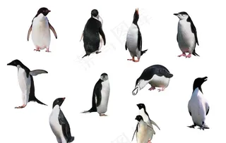 企鹅图片