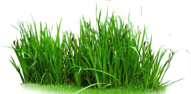 水草抠图图片 水草抠图图片