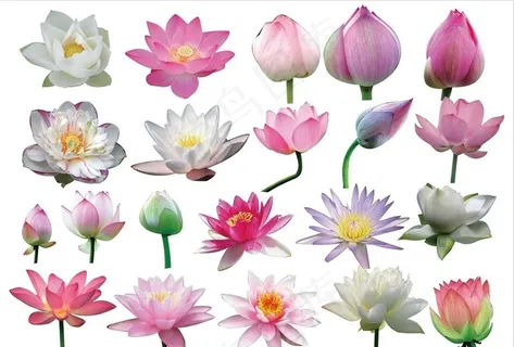 荷花素材图片 荷花素材图片