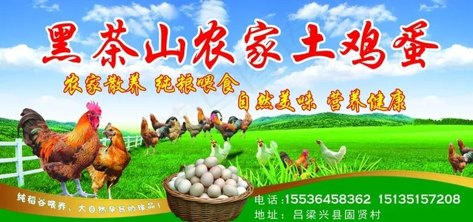农家土鸡蛋图片