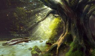 阳光古树森林图片