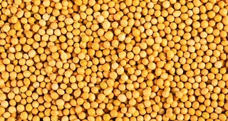 黄豆图片