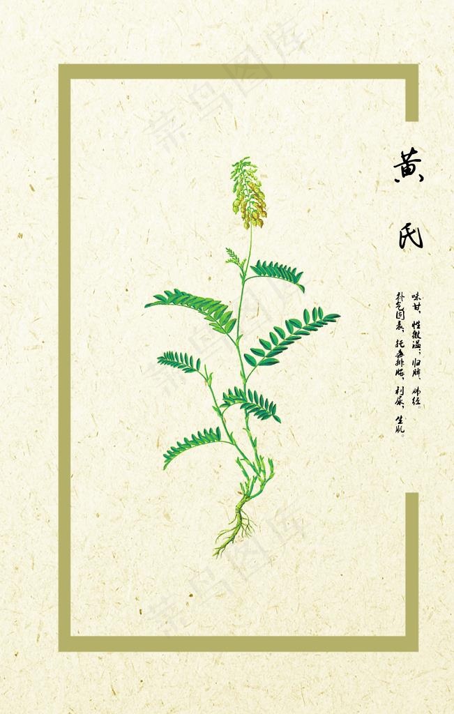 黄芪图片(4724X7087(DPI:300))psd模版下载