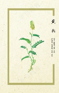 黄芪图片