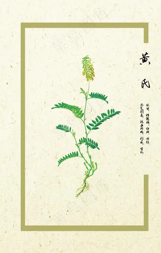 黄芪图片