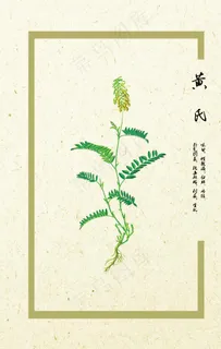 黄芪图片 黄芪图片