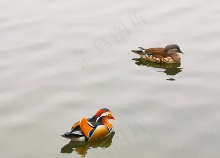 鸳鸯图片