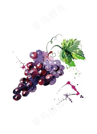 葡萄素材图片