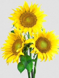 向日葵图片