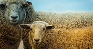 绵羊可爱呆萌图片