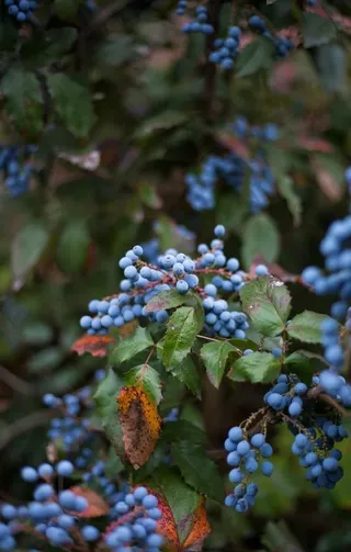 蓝莓 Blueberry图片