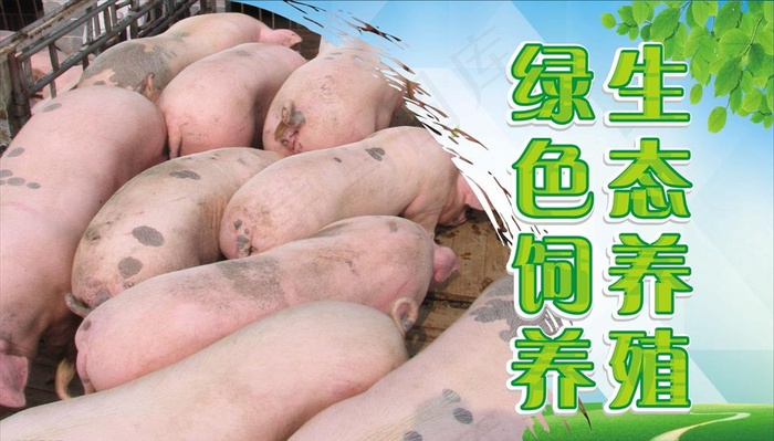 饲养猪图片(700X500)cdr矢量模版下载