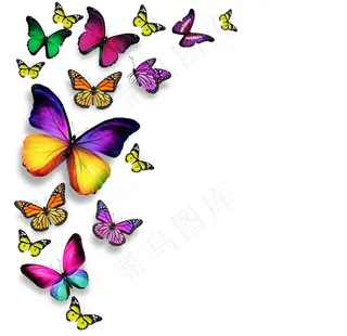 彩色蝴蝶图片