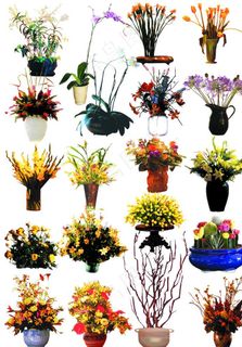 室内盆栽盆花图片