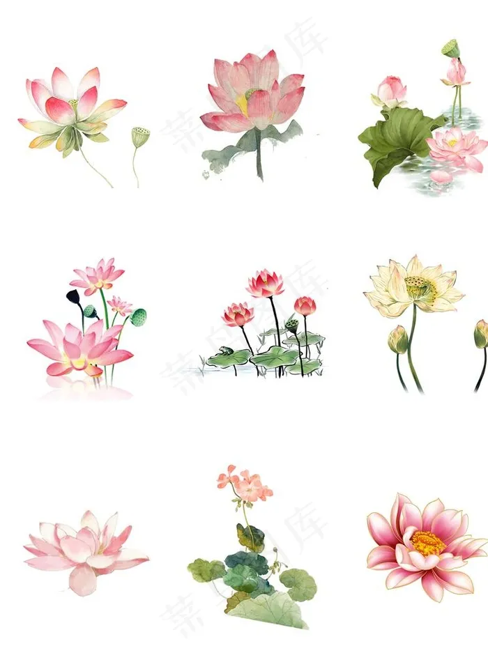 荷花图片(2480X3262(DPI:300))psd模版下载