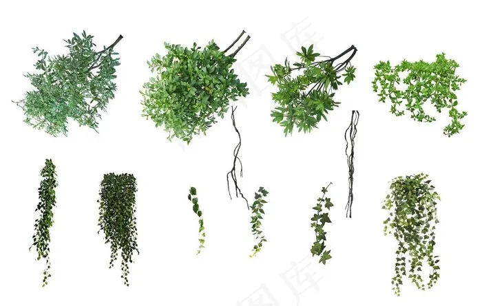 树枝叶藤蔓素材图片