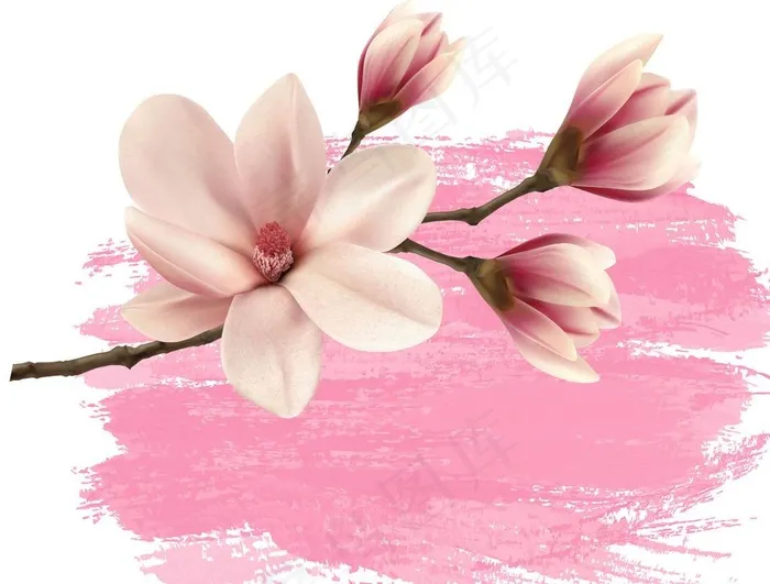 木兰花图片eps,ai矢量模版下载