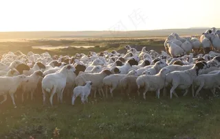 羊群 放牧图片