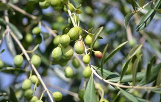 橄榄青果山榄忠果橄榄树图片