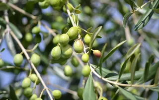 橄榄青果山榄忠果橄榄树图片