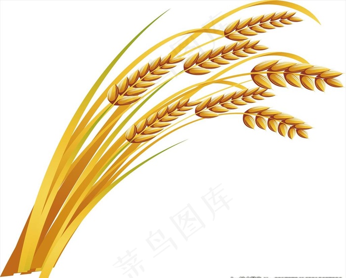 水稻矢量图图片ai矢量模版下载