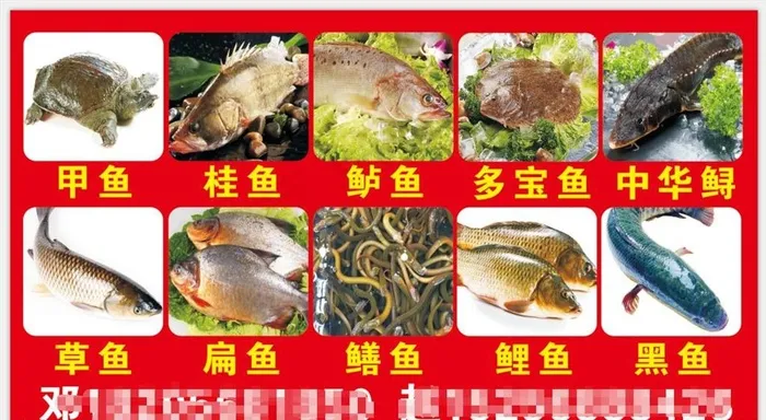 水产 活鱼  鱼图片