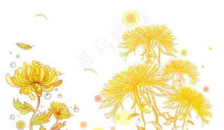 菊花图片