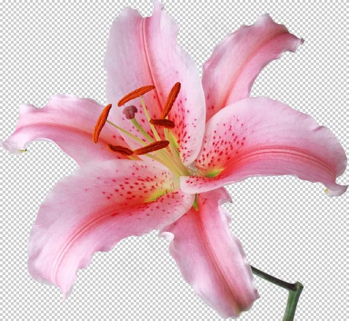 百合花图片