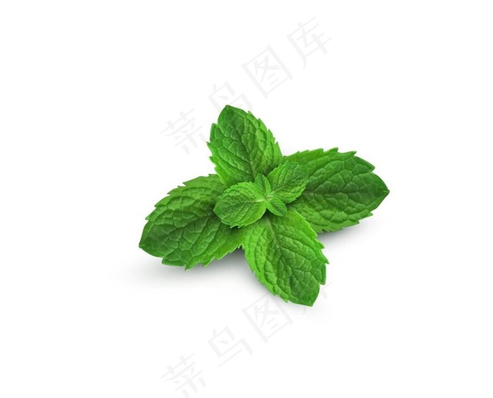 薄荷图片