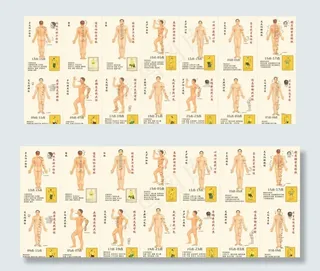 人体经络图图片