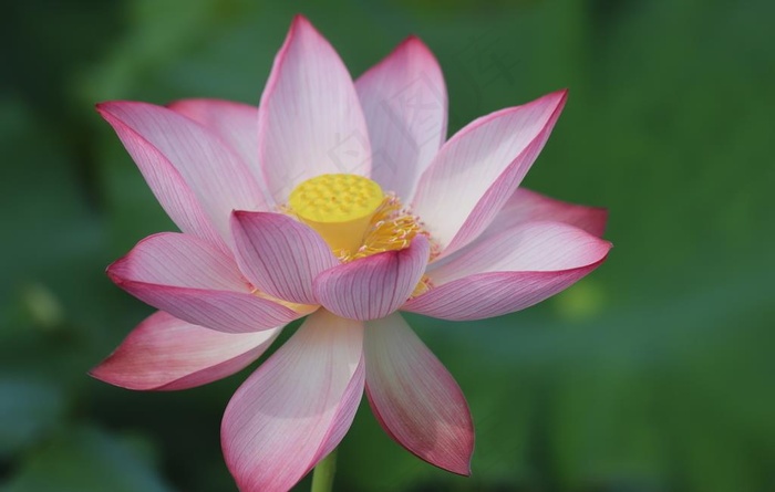 宝莲花图片