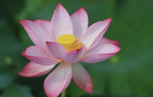 宝莲花图片 宝莲花图片