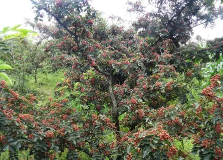 花椒树图片