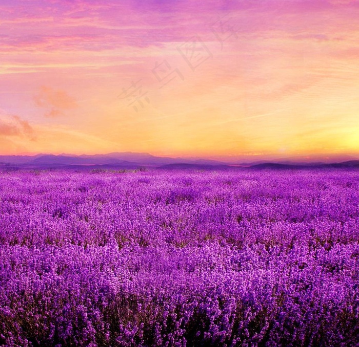 薰衣草花海图片