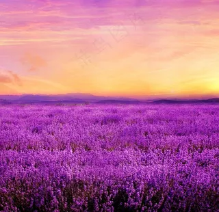 薰衣草花海图片