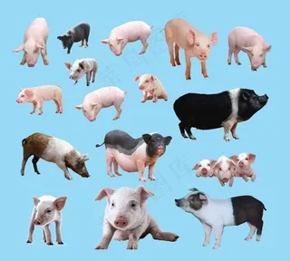 猪图片