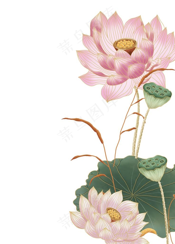 荷花图片(3543X4724(DPI:150))psd模版下载