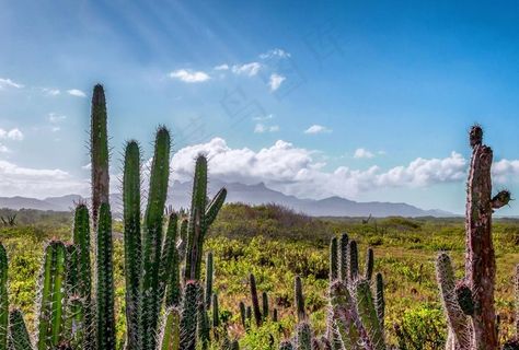 仙人掌图片