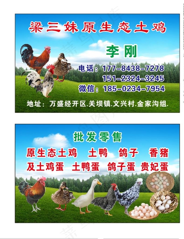 土鸡名片图片