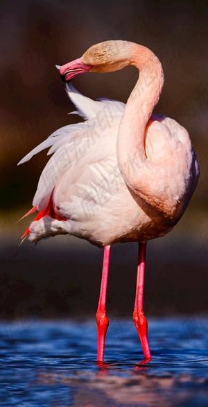 在清洁的火烈鸟图片