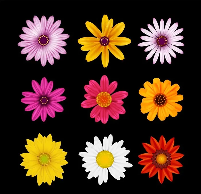 野菊花小雏菊Daisy鲜花花朵图片ai矢量模版下载