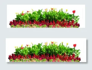 美人蕉花丛图片