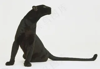 黑豹图片