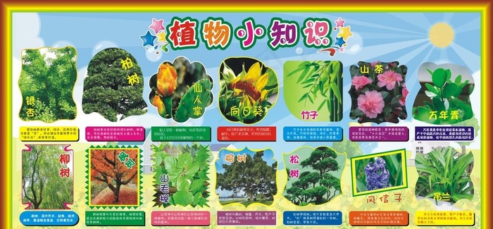 幼儿园 植物小知识图片