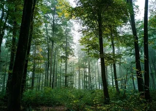 森林里笔直生长的树木图片