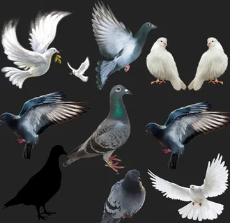 鸽子png免扣图片