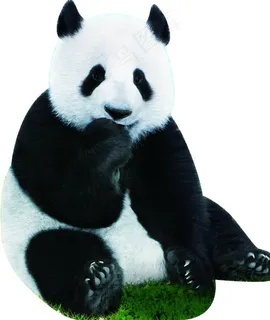 熊猫图片