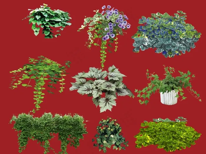 吊兰图片(4356X3380(DPI:300))psd模版下载