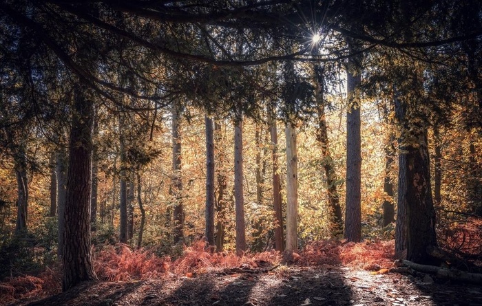 森林 树木 草地 落叶 风景图片