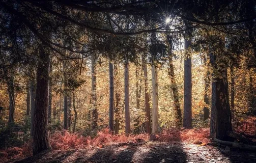 森林 树木 草地 落叶 风景图片
